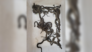 rattlesnakes found under a home in Sonoma County, CA.