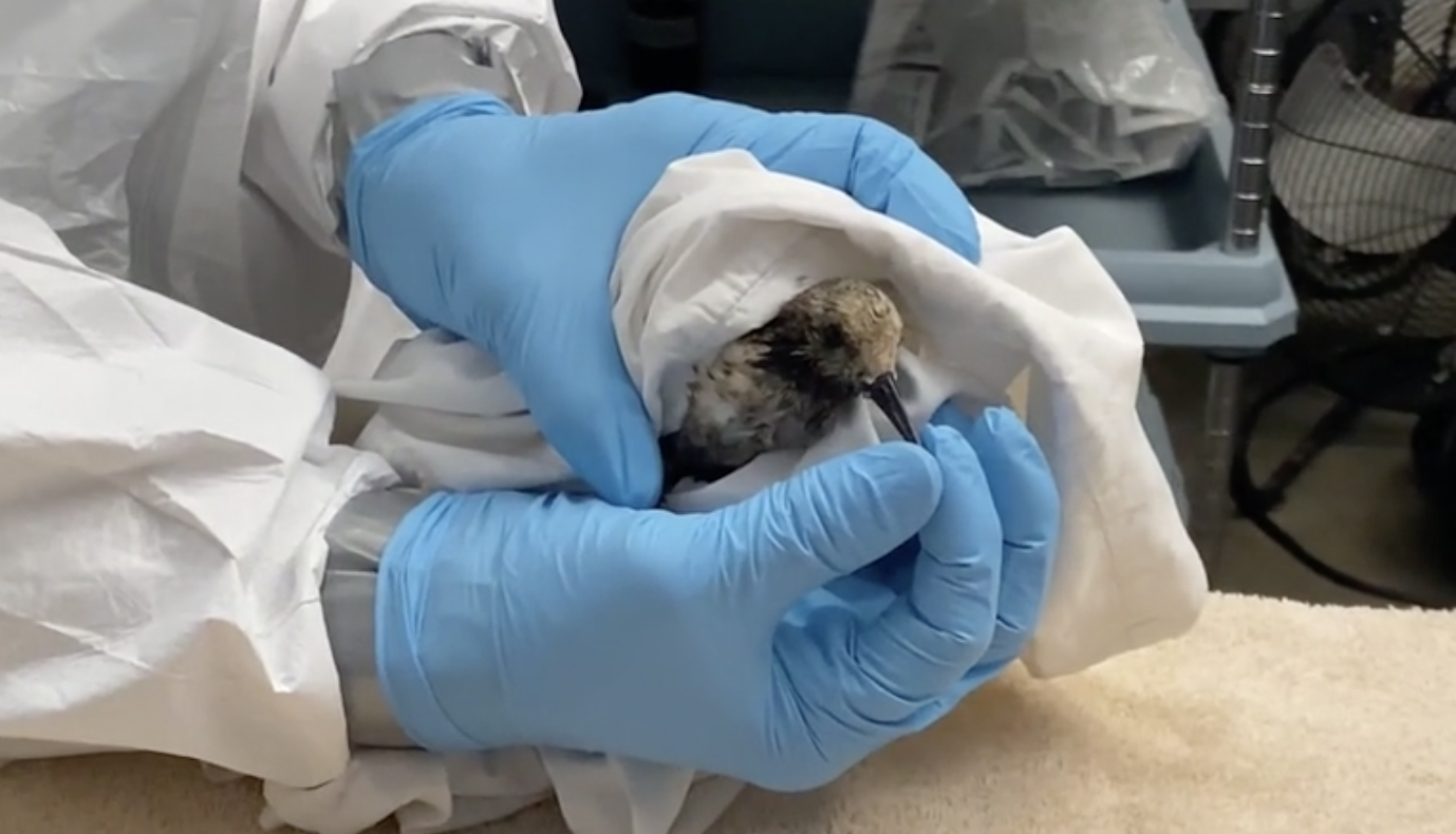 A bird was being cleaned after getting caught in a major oil spill in Orange County Oct. 4, 2021.