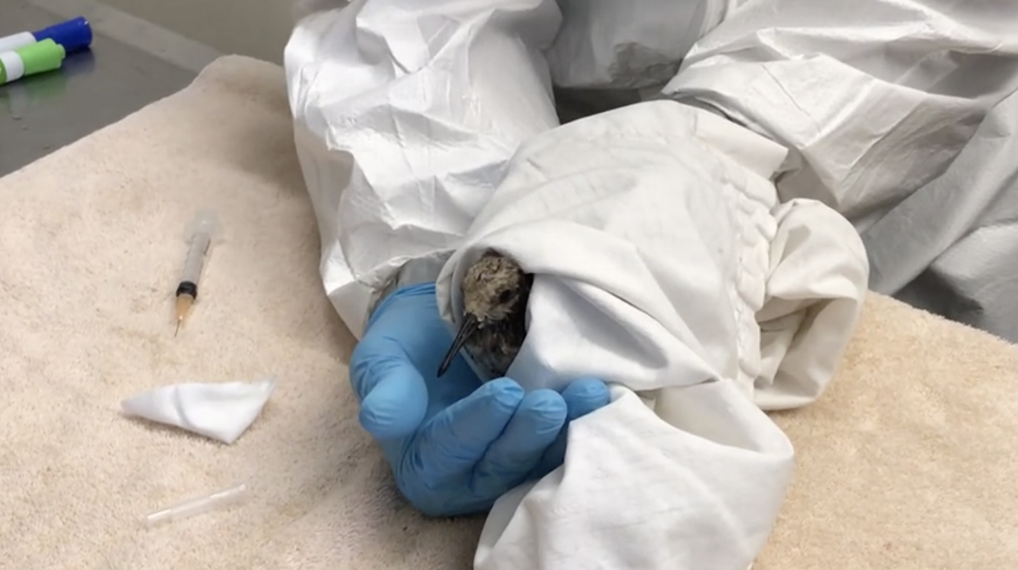 A bird was being cleaned after getting caught in a major oil spill in Orange County Oct. 4, 2021.