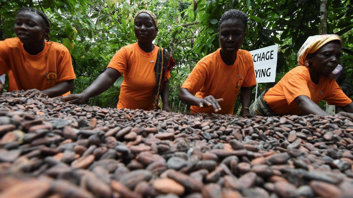 'It's Difficult to Feed Our Families': Volatile Cocoa Prices Are Pushing West African Farmers Further Into Poverty – NBC 6 South Florida - Vimarsana News
