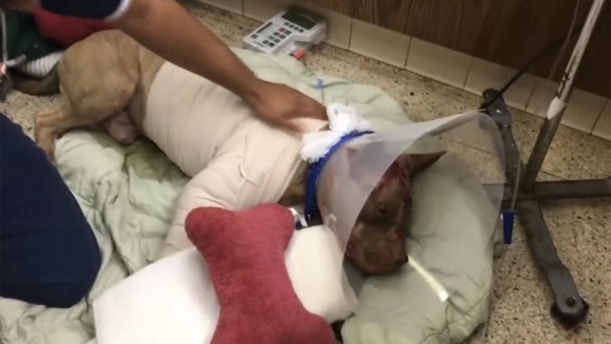 Hollywood Man Who Beat and Stabbed Dog Sentenced to 10 Years in Prison – NBC 6 South Florida