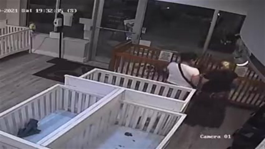 WATCH: Family Allegedly Steals $7,000 Chihuahua From Boca Raton Pet Store