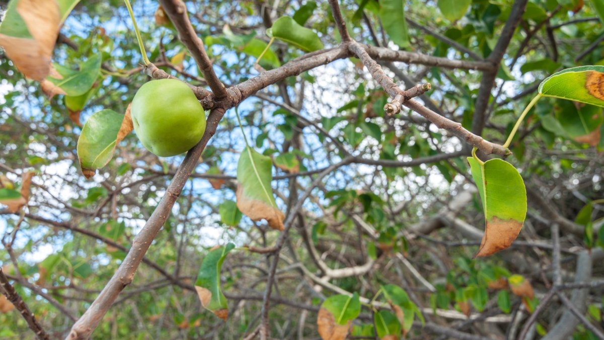 poison fruit trees