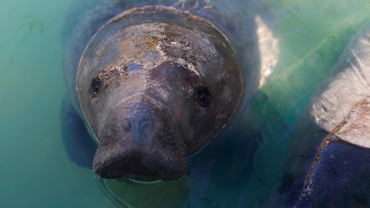 Test Feeding Plan in Works for Starving Florida Manatees - Vimarsana News