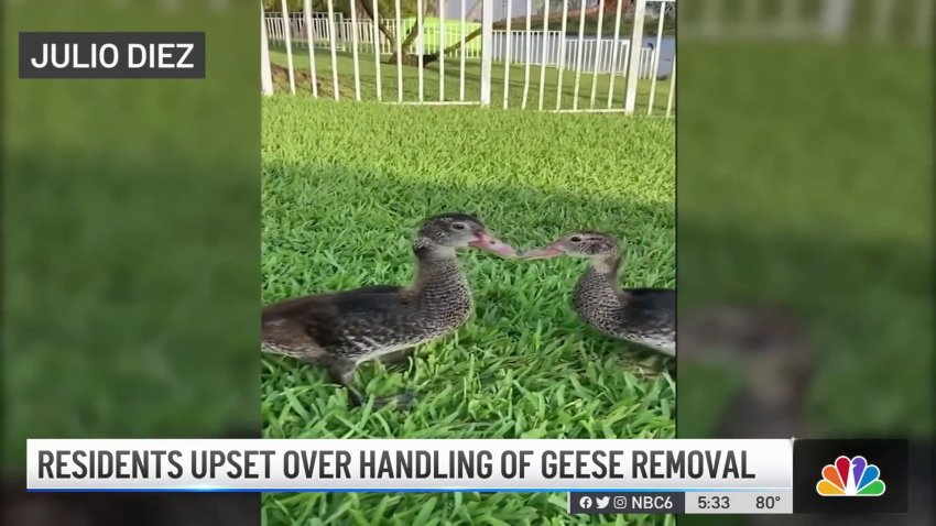 Miramar Residents Upset Over Handling of Geese Removal