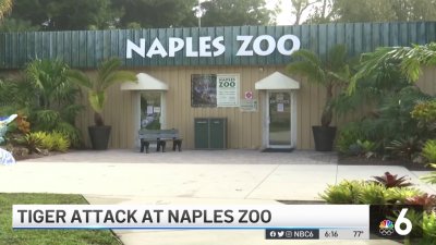 Tiger Attack at Naples Zoo