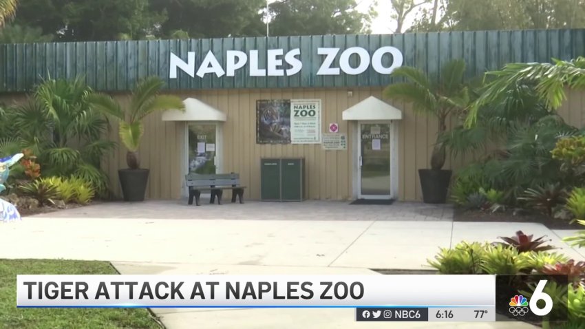 Tiger Attack at Naples Zoo