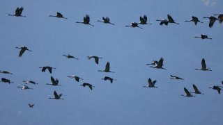 ISRAEL-BIRDS-VIRUS