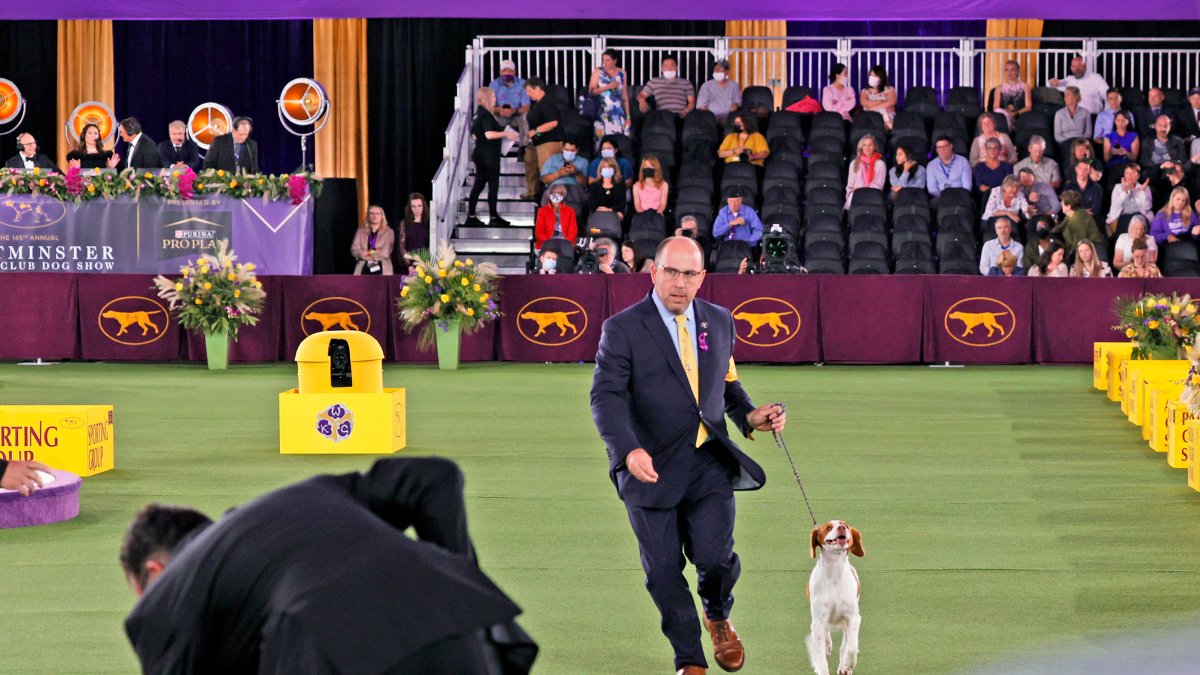 Westminster Kennel Club Dog Show 2023: When, Where, Prizes and More – NBC 6 South Florida - Vimarsana News