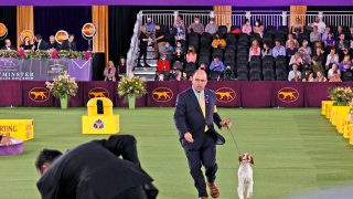Westminster Kennel Club dog show
