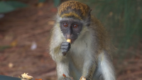 ‘Where Did You Guys Come From?': How Wild Monkeys Thrived in Dania Beach for Decades