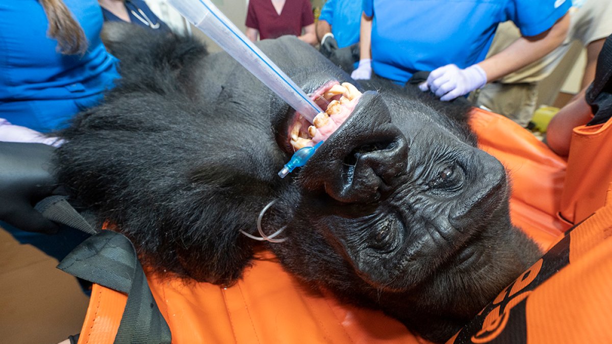 Sick Gorilla at Zoo Miami Recovering From Pneumonia NBC 6 South Florida