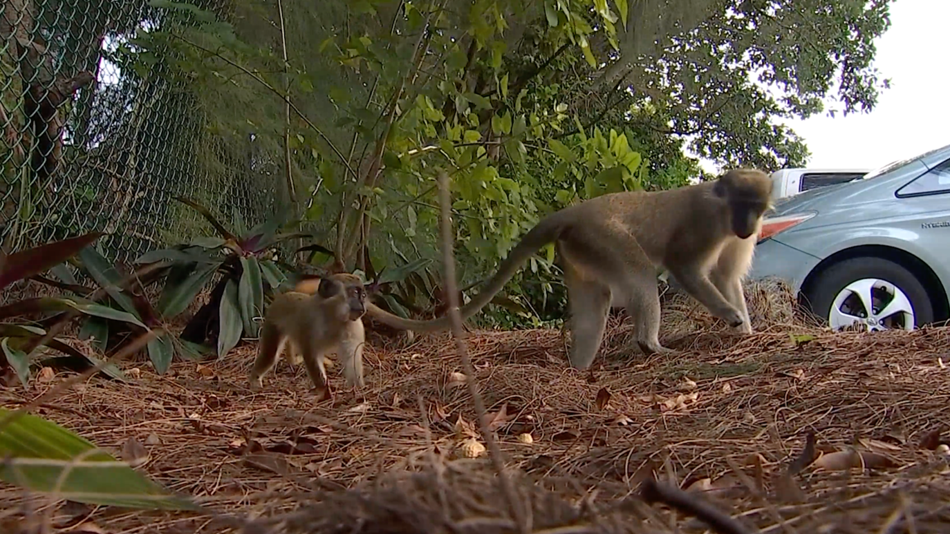 How Wild Monkeys Thrived in Dania Beach for Decades – NBC 6 South Florida