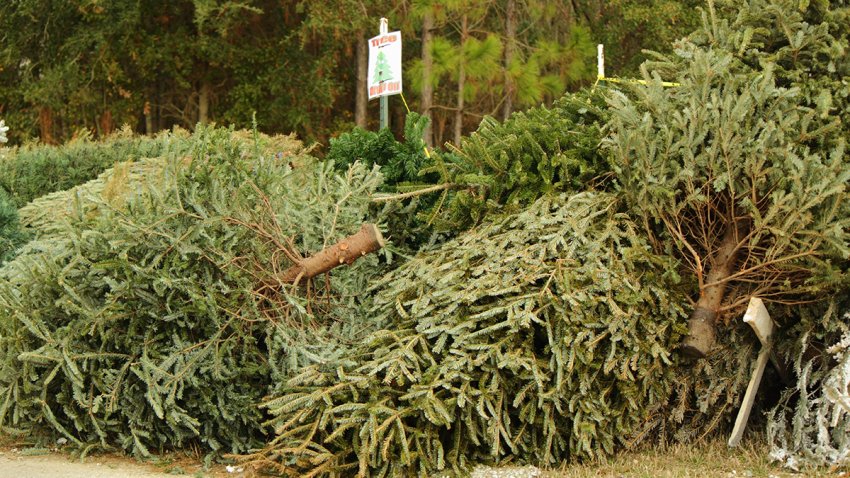 Recycling Schedule 2022 Miami Dade Christmas Miami-Dade County Residents Urged To Go Green, Recycle Their Christmas  Trees – Nbc 6 South Florida