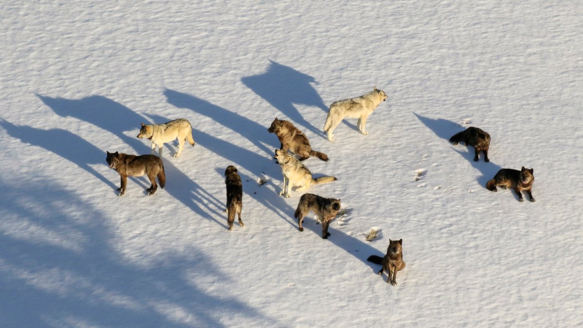 Montana Curbs Wolf Hunt After 23 From Yellowstone Killed – NBC 6 South Florida - Vimarsana News