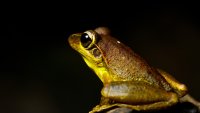 Could Humans Ever Regrow Limbs? A Lab Study With Frogs Offers Hope