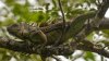 Will iguanas fall from trees in South Florida with this upcoming cold front?