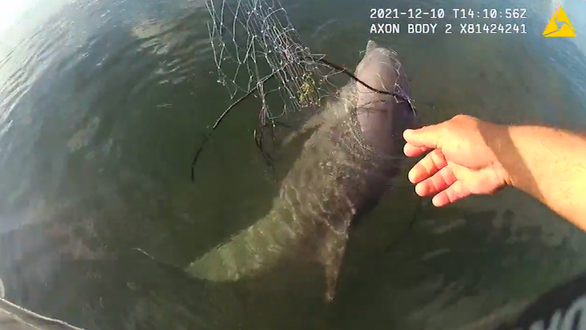 ‘I Got You, Buddy’: Baby Dolphin Trapped in Fishing Net Rescued by Miami-Dade Officer ‘I Got You, Buddy’: Baby Dolphin Trapped in Fishing Net Rescued by Miami-Dade Officer