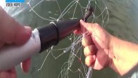 Video Shows Officer Rescuing Baby Dolphin Trapped in Fishing Net