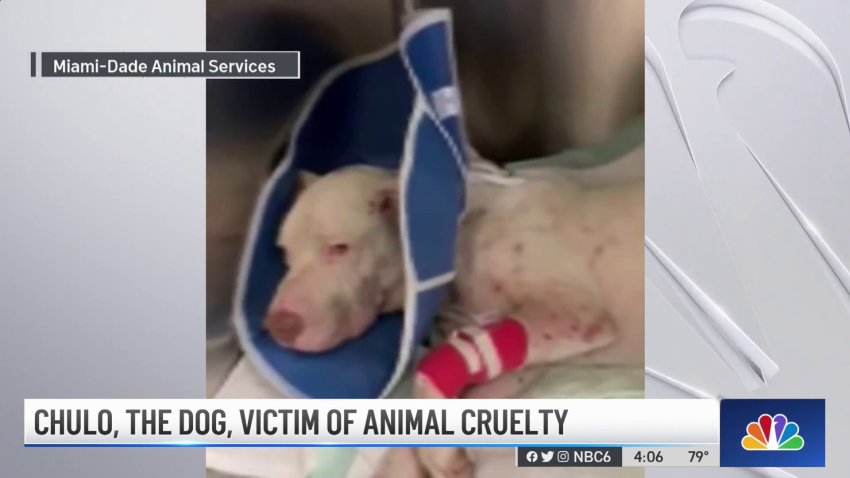 Dog a Victim of Animal Cruelty in Miami-Dade