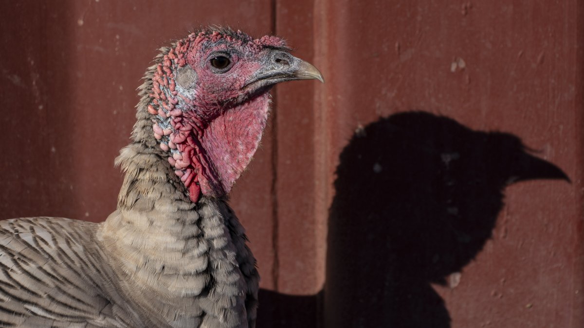 Bird Flu Found at 3rd Indiana Turkey Farm, Officials Say; No Human Cases – NBC 6 South Florida