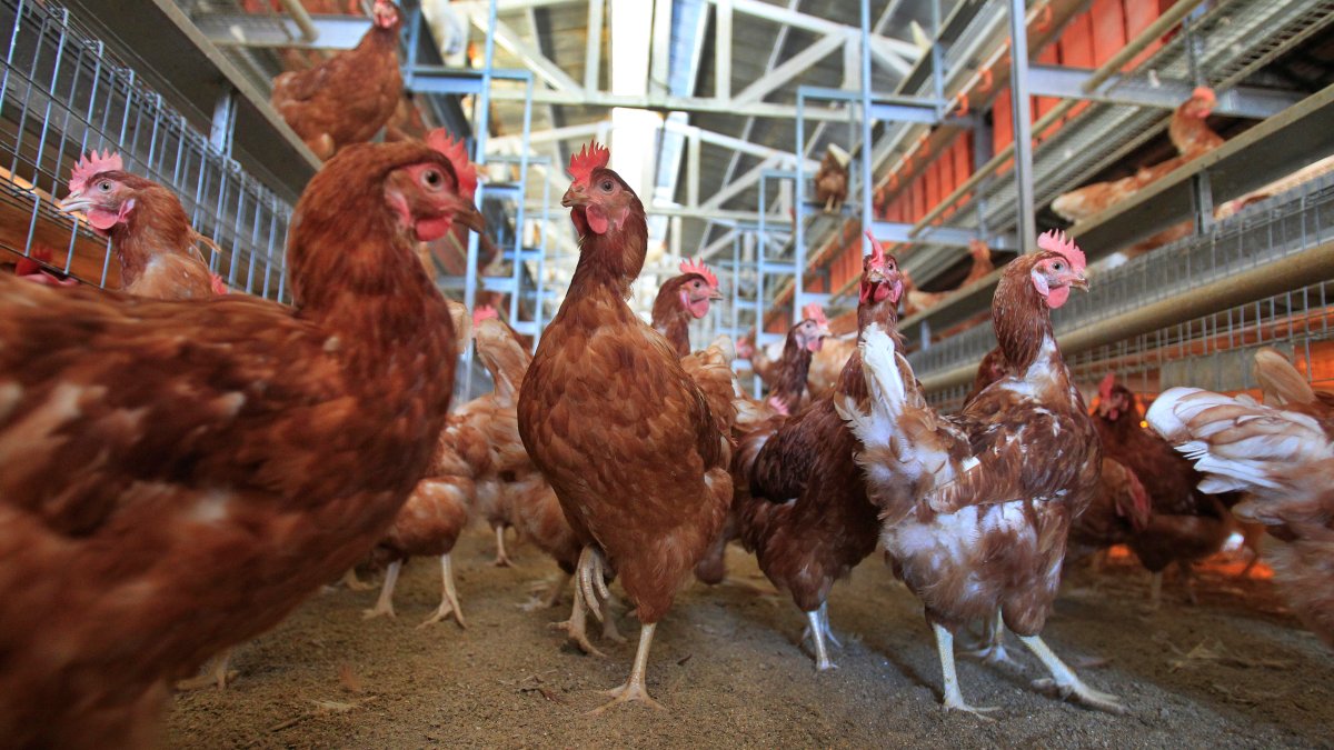 Cage-Free Chicken Efforts Score Surprising Success in Egg Industry – NBC 6 South Florida - Vimarsana News