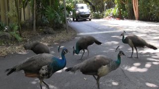 Miami’s peacock population is growing, and many neighbors are annoyed by the loud squawking noise, the poop, the destruction of their plants and the scratching of their cars. Other neighbors love the beautiful birds, and feed them, causing feuds between pro-peacock and anti-peacock residents in the Coconut Grove area. (Al Diaz/Miami Herald/Tribune News Service via Getty Images)