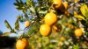 Citrus season forecast ‘extremely discouraging' after Hurricane Milton