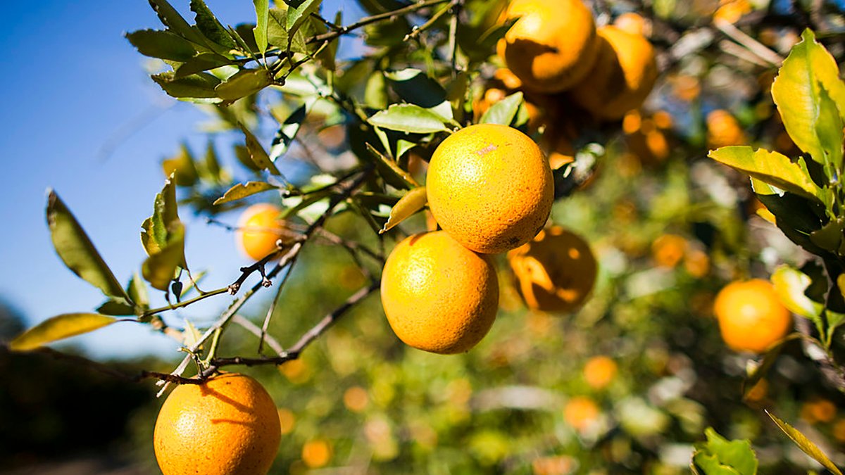 Citrus season forecast ‘extremely discouraging’ after Hurricane Milton
