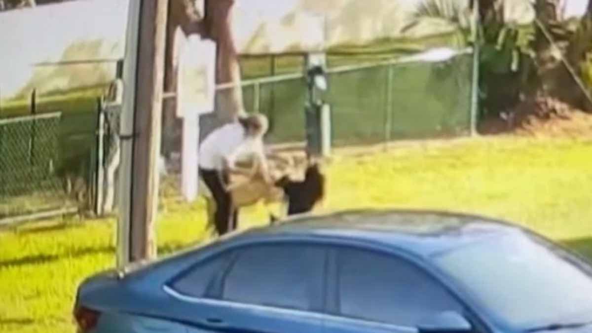 Frightening Footage Shows Woman and Dog Attacked by Another Dog in ...