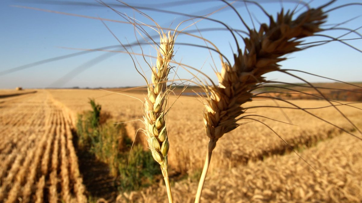 Agco CEO Says Russia-Ukraine War's Potential Consequences on Global Food Supply Is 'a Really Big Deal' – NBC 6 South Florida - Vimarsana News