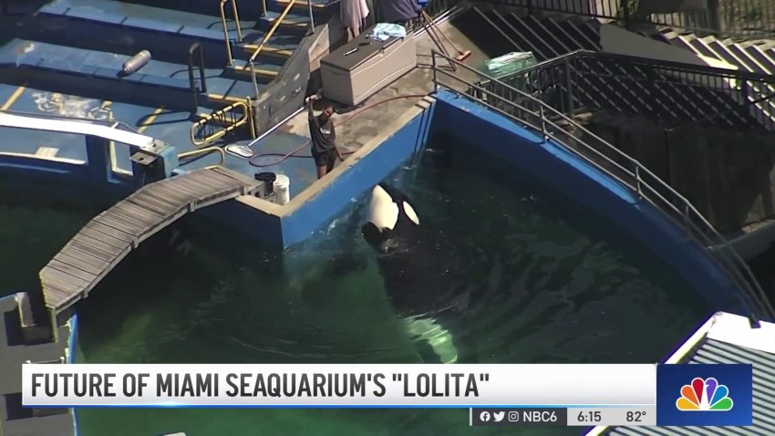 Future of Miami Seaquarium's ‘Lolita'