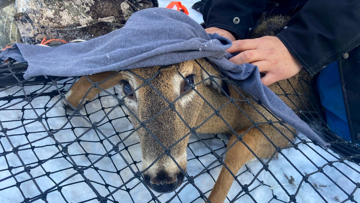 Scientists Test Bears, Deer for COVID, Watch for Possible Mutants – NBC 6 South Florida - Vimarsana News