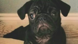 This undated photo provided by Carey Leisure & Neal shows a 3 year old pug named Bucky