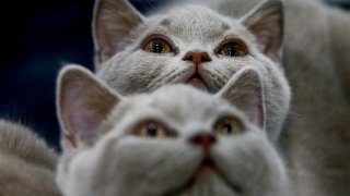 International Cat Show "Catsburg" in Moscow