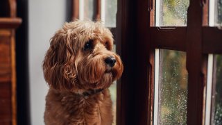 Dog looking out the window