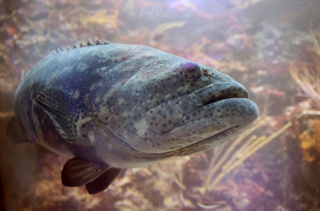Goliath Grouper Season Begins in Florida: What Catchers Need to Know – NBC 6 South Florida - Vimarsana News