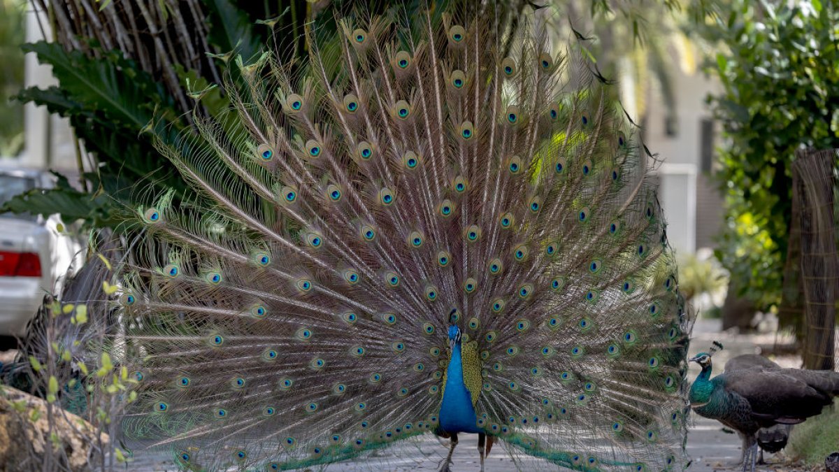 Peacocks In Miami Should They Stay Or Should They Go Nbc 6 South