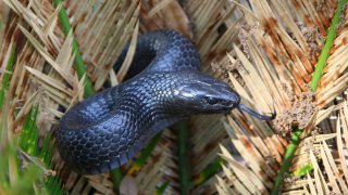 Eastern Indigo Snake