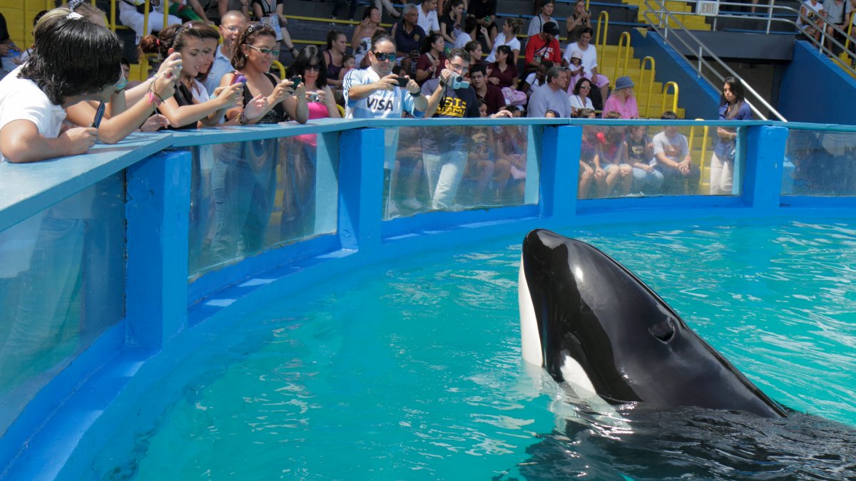 Jim Irsay joins forces with Miami Seaquarium to return Lolita the killer  whale to her home waters