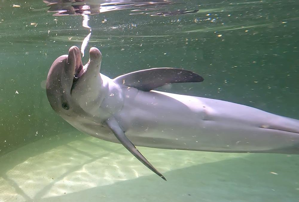 Rehabilitated Dolphin Calf Arrives at Florida Keys Facility - Vimarsana News