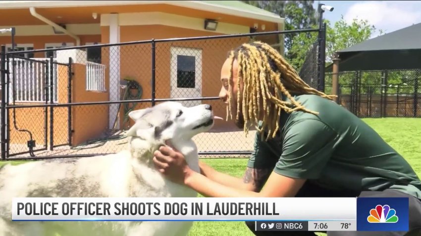 Experts Give Tips on What to Do During Dog Attack