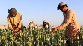 Afghan farmers harvest poppy in Nad Ali district, Helmand province, Afghanistan, Friday, April 1, 2022.