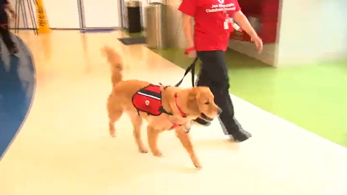 Therapy Dogs Train New Handlers at Memorial Healthcare System - Vimarsana News