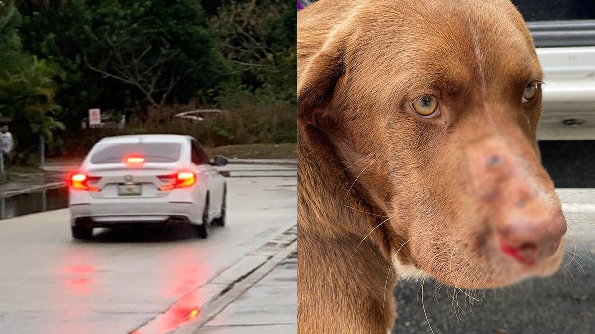 Man Arrested After Shooting Dog in Face at South Florida Park – NBC 6 South Florida - Vimarsana News