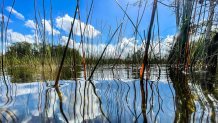 TOPSHOT - Water vegetation is seen under the water in Everglades wetlands in Everglades National Park, Florida on September 30, 2021. - The largest wetland in the United States is the battleground for one of the largest ecological conservation efforts in the world.
But time is running short, and global warming is threatening a subtropical wilderness that is home to more than 2,000 species of animals and plants. (Photo by CHANDAN KHANNA / AFP) (Photo by CHANDAN KHANNA/AFP via Getty Images)