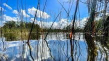 TOPSHOT - Water vegetation is seen under the water in Everglades wetlands in Everglades National Park, Florida on September 30, 2021. - The largest wetland in the United States is the battleground for one of the largest ecological conservation efforts in the world.
But time is running short, and global warming is threatening a subtropical wilderness that is home to more than 2,000 species of animals and plants. (Photo by CHANDAN KHANNA / AFP) (Photo by CHANDAN KHANNA/AFP via Getty Images)