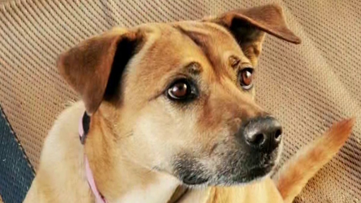 Police Arrest Man Who Allegedly Shot, Killed Dog at Davie Vet Clinic – NBC 6 South Florida - Vimarsana News