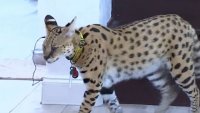 Meet Stryker, the Large, Spotted Cat That Was Caught Roaming Miami Neighborhood