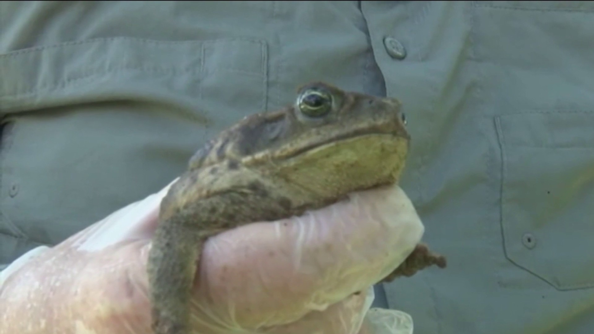 Giant cane toad discovered in Australia dubbed 'Toadzilla